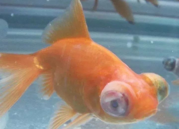 魚蒙眼能自愈嗎【如何判斷魚蒙眼病的病情輕重】