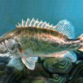 桂魚(yú)圖片大全【《桂魚(yú)圖片大全》匯聚了多種鱖屬魚(yú)類的精美影像，全面展示獨(dú)特形態(tài)】