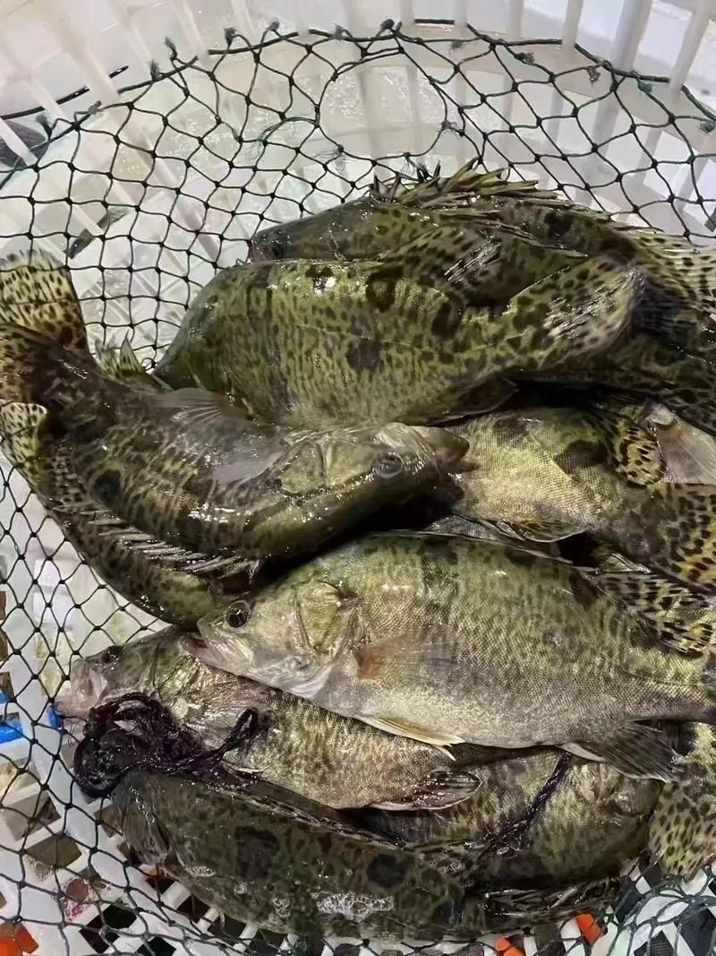 桂魚(yú)圖片大全【《桂魚(yú)圖片大全》匯聚了多種鱖屬魚(yú)類的精美影像，全面展示獨(dú)特形態(tài)】