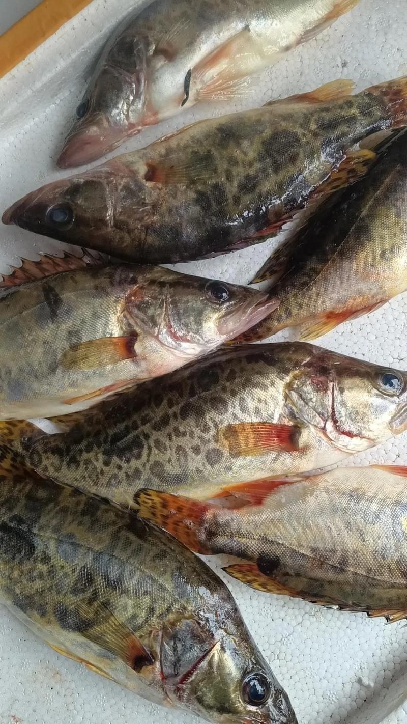 桂魚(yú)圖片大全【《桂魚(yú)圖片大全》匯聚了多種鱖屬魚(yú)類的精美影像，全面展示獨(dú)特形態(tài)】