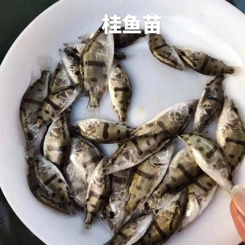 桂魚(yú)圖片大全【《桂魚(yú)圖片大全》匯聚了多種鱖屬魚(yú)類的精美影像，全面展示獨(dú)特形態(tài)】