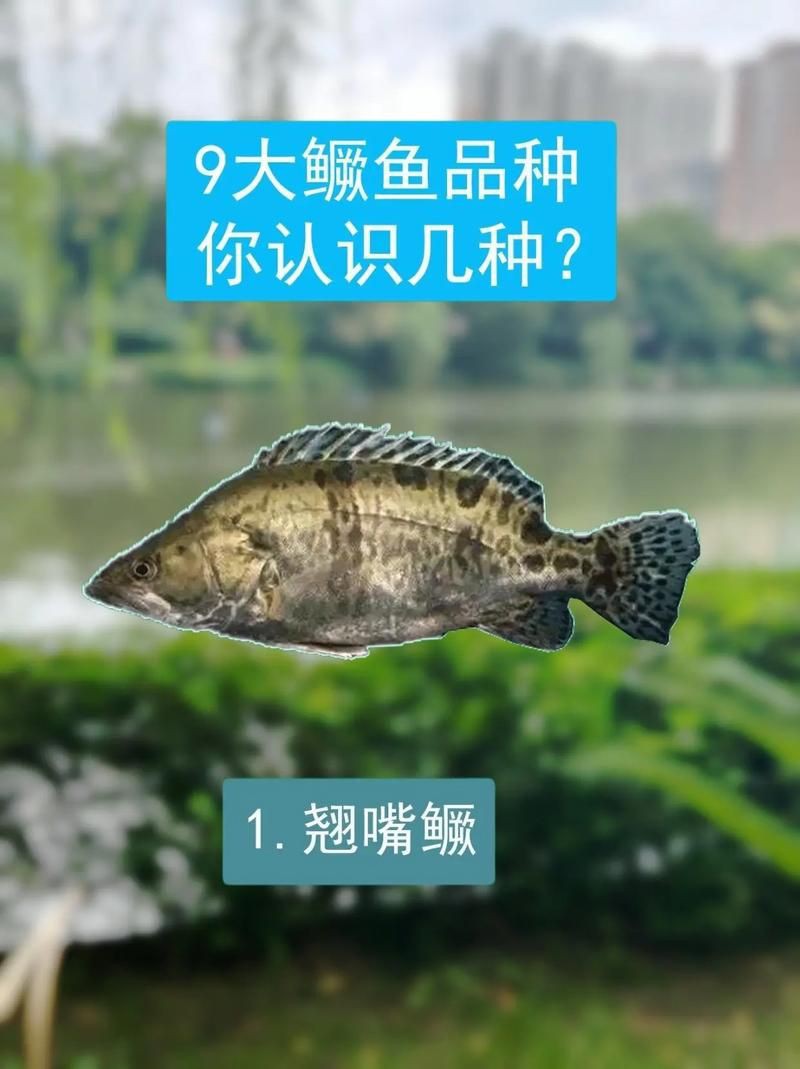 桂魚(yú)圖片大全【《桂魚(yú)圖片大全》匯聚了多種鱖屬魚(yú)類的精美影像，全面展示獨(dú)特形態(tài)】