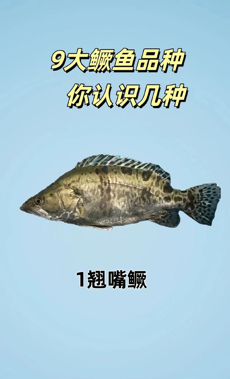 桂魚圖片大全【《桂魚圖片大全》匯聚了多種鱖屬魚類的精美影像，全面展示獨特形態】