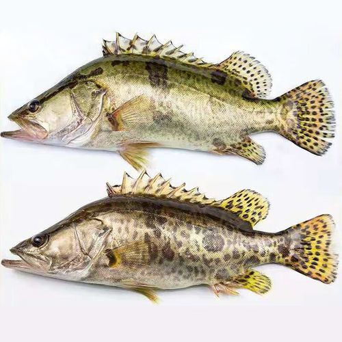 桂魚(yú)圖片大全【《桂魚(yú)圖片大全》匯聚了多種鱖屬魚(yú)類的精美影像，全面展示獨(dú)特形態(tài)】