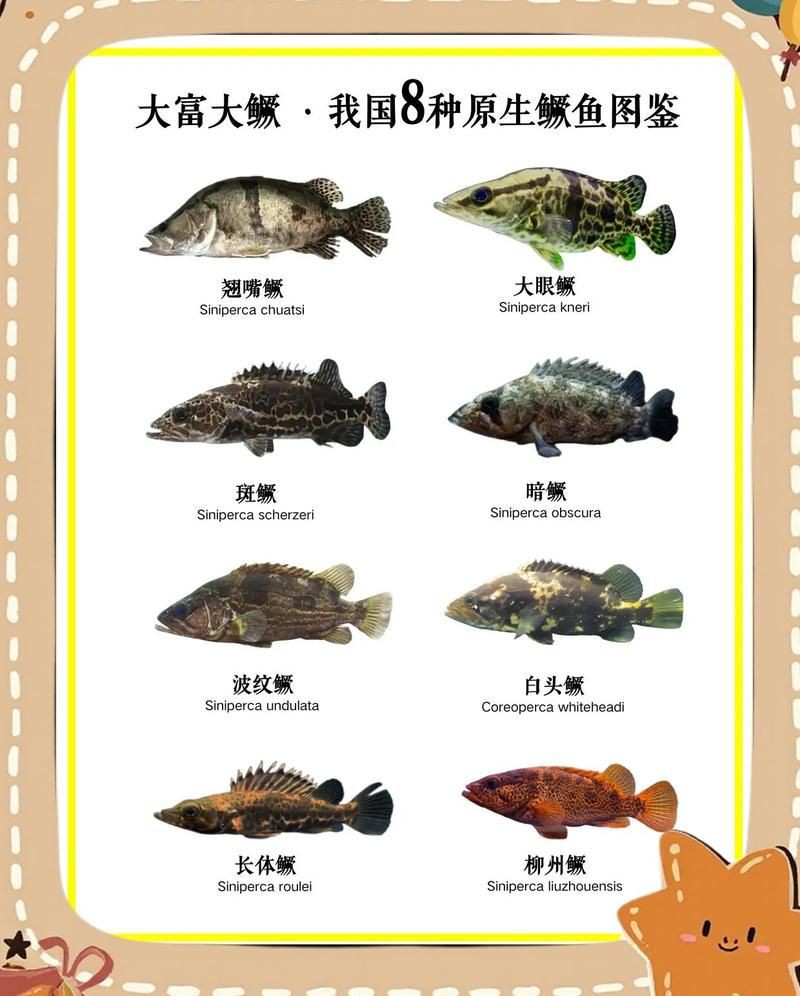 桂魚(yú)圖片大全【《桂魚(yú)圖片大全》匯聚了多種鱖屬魚(yú)類的精美影像，全面展示獨(dú)特形態(tài)】