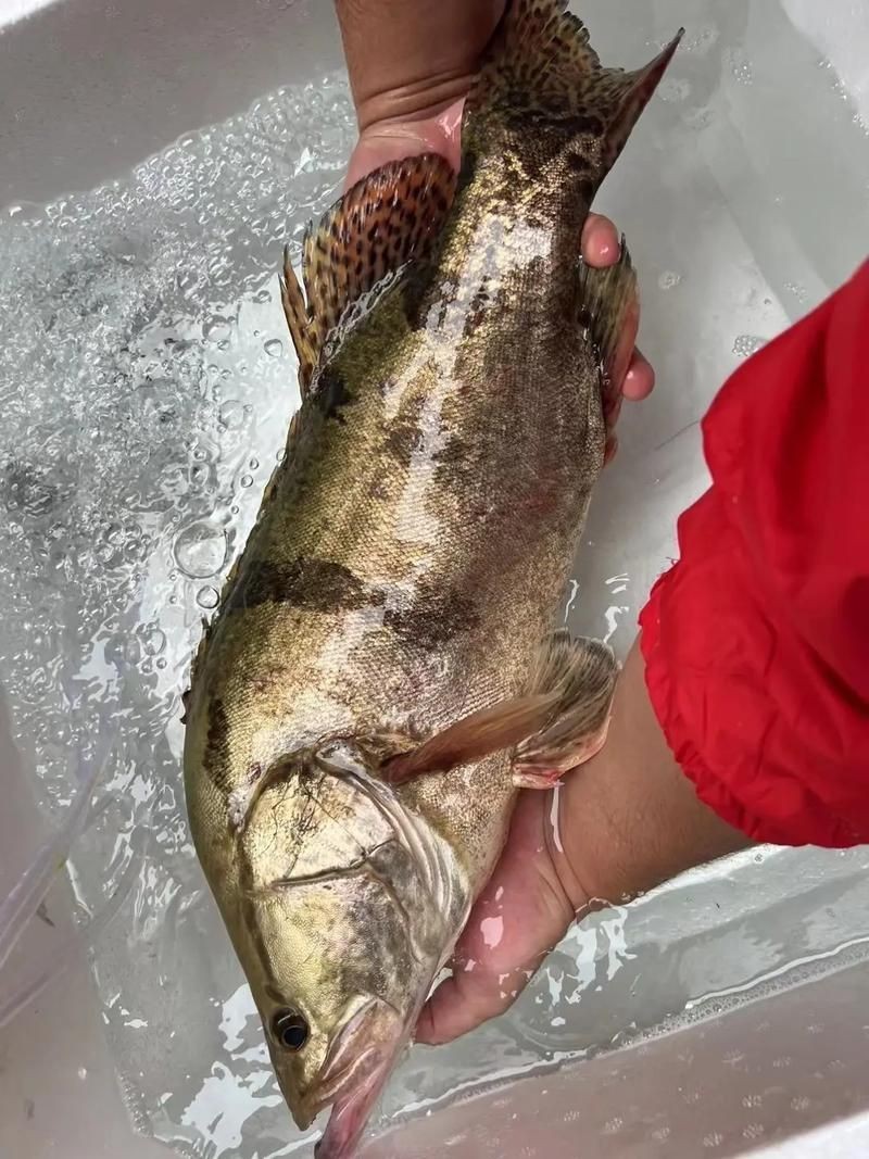 桂魚(yú)圖片大全【《桂魚(yú)圖片大全》匯聚了多種鱖屬魚(yú)類的精美影像，全面展示獨(dú)特形態(tài)】