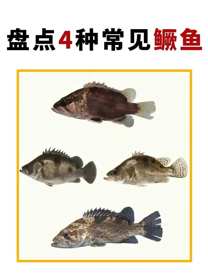 桂魚(yú)圖片大全【《桂魚(yú)圖片大全》匯聚了多種鱖屬魚(yú)類的精美影像，全面展示獨(dú)特形態(tài)】