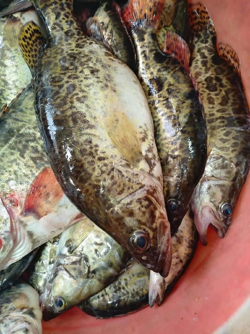 桂魚(yú)圖片大全【《桂魚(yú)圖片大全》匯聚了多種鱖屬魚(yú)類的精美影像，全面展示獨(dú)特形態(tài)】