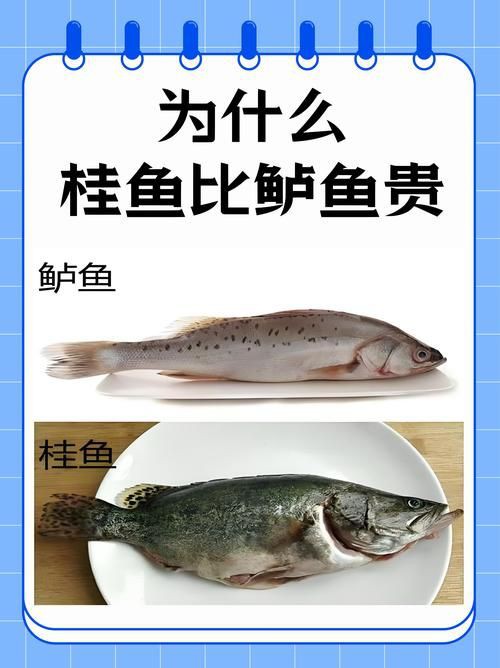 桂魚圖片大全【《桂魚圖片大全》匯聚了多種鱖屬魚類的精美影像，全面展示獨特形態】