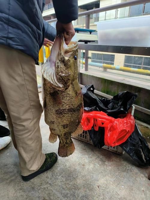 桂魚(yú)圖片大全【《桂魚(yú)圖片大全》匯聚了多種鱖屬魚(yú)類的精美影像，全面展示獨(dú)特形態(tài)】