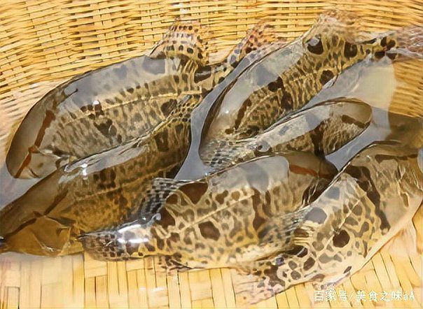 桂魚(yú)圖片大全【《桂魚(yú)圖片大全》匯聚了多種鱖屬魚(yú)類的精美影像，全面展示獨(dú)特形態(tài)】