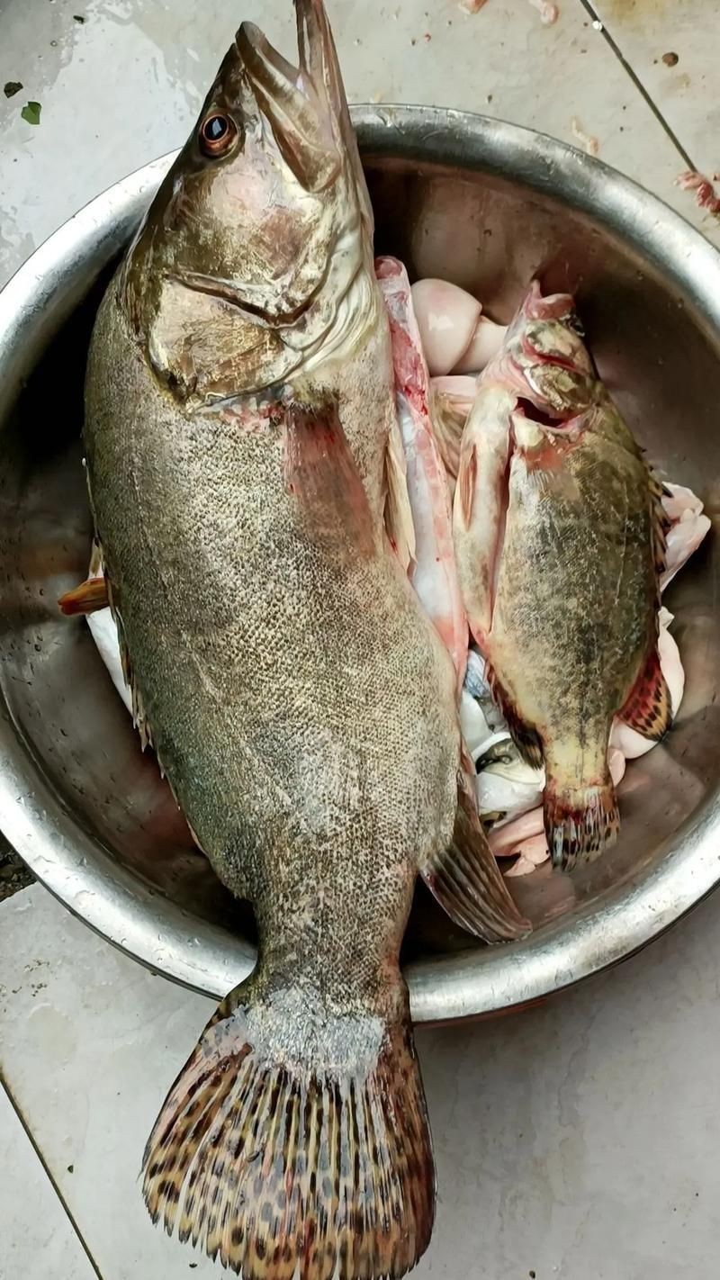 桂魚(yú)圖片大全【《桂魚(yú)圖片大全》匯聚了多種鱖屬魚(yú)類的精美影像，全面展示獨(dú)特形態(tài)】