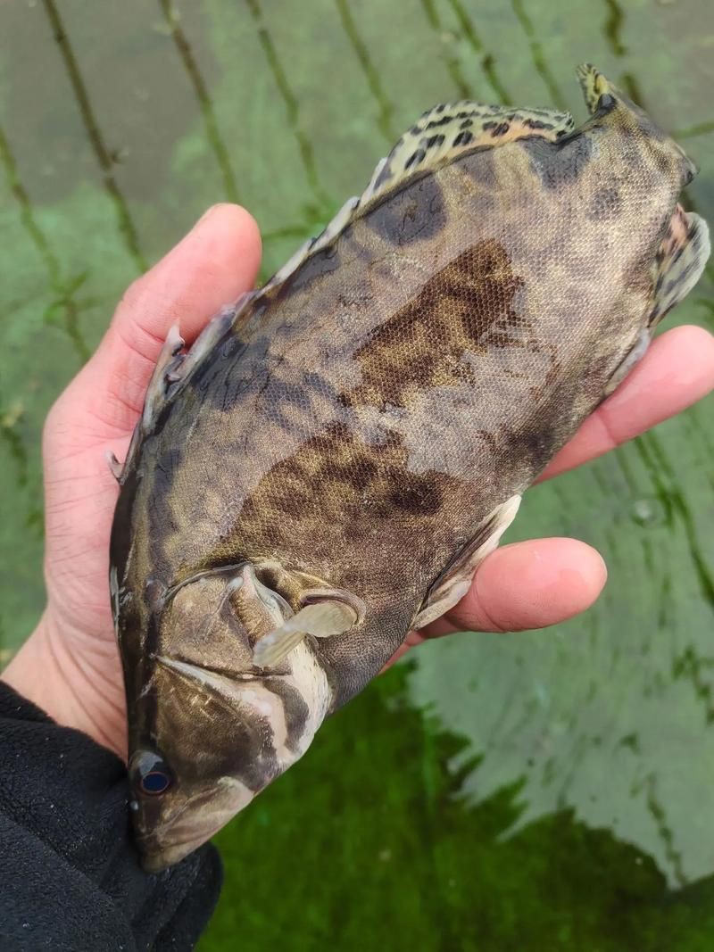 桂魚(yú)圖片大全【《桂魚(yú)圖片大全》匯聚了多種鱖屬魚(yú)類的精美影像，全面展示獨(dú)特形態(tài)】