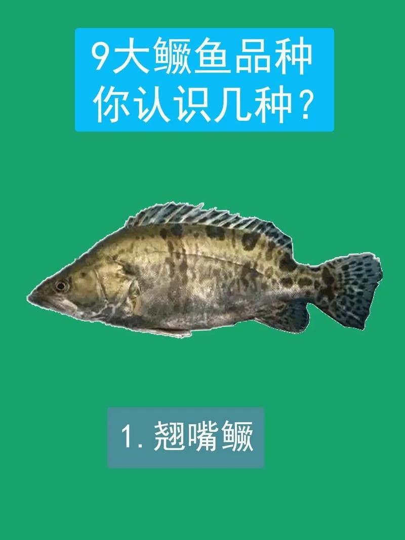 桂魚(yú)圖片大全【《桂魚(yú)圖片大全》匯聚了多種鱖屬魚(yú)類的精美影像，全面展示獨(dú)特形態(tài)】