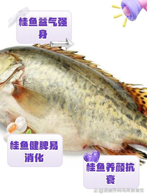 桂魚(yú)圖片大全【《桂魚(yú)圖片大全》匯聚了多種鱖屬魚(yú)類的精美影像，全面展示獨(dú)特形態(tài)】