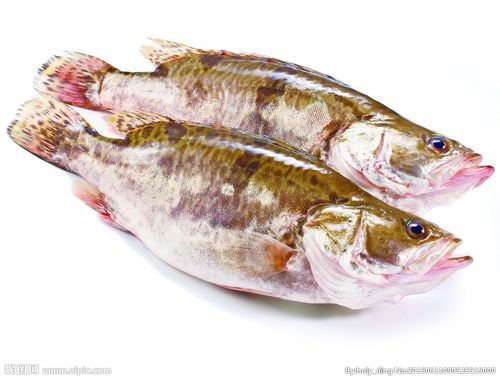 桂魚(yú)圖片大全【《桂魚(yú)圖片大全》匯聚了多種鱖屬魚(yú)類的精美影像，全面展示獨(dú)特形態(tài)】