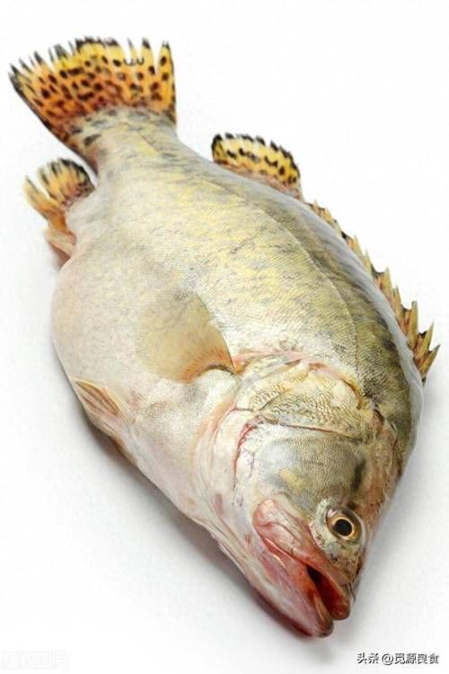 桂魚(yú)圖片大全【《桂魚(yú)圖片大全》匯聚了多種鱖屬魚(yú)類的精美影像，全面展示獨(dú)特形態(tài)】