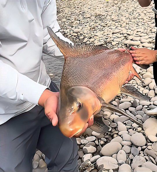 玫瑰魚仔被國家禁了嗎,“玫瑰魚仔”被國家禁止捕撈或被移出保護類目野釣 龍魚百科 第1張 玫瑰魚仔被國家禁了嗎,“玫瑰魚仔”被國家禁止捕撈或被移出保護類目野釣 玫瑰魚仔被國家禁了嗎,“玫瑰魚仔”被國家禁止捕撈或被移出保護類目野釣 龍魚百科 第1張