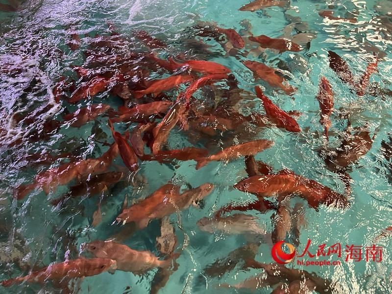 玫瑰魚仔被國家禁了嗎,“玫瑰魚仔”被國家禁止捕撈或被移出保護類目野釣 龍魚百科 第4張 玫瑰魚仔被國家禁了嗎,“玫瑰魚仔”被國家禁止捕撈或被移出保護類目野釣 玫瑰魚仔被國家禁了嗎,“玫瑰魚仔”被國家禁止捕撈或被移出保護類目野釣 龍魚百科 第4張