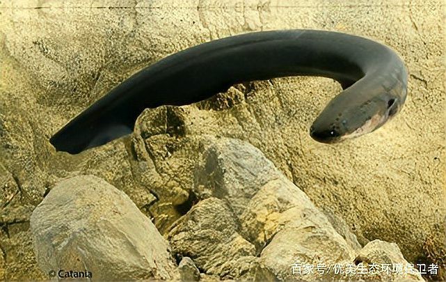 電鰻魚和鰻魚的區別【電鰻與鰻魚有什么區別？】 電鰻魚和鰻魚的區別【電鰻與鰻魚有什么區別？】 龍魚論壇 第6張