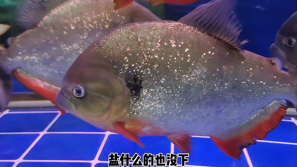 魚蒙眼病多久會好？【養魚老道三天治愈錦鯉蒙眼,絕招大揭秘!】