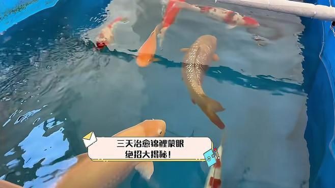 魚蒙眼病多久會好？【養魚老道三天治愈錦鯉蒙眼,絕招大揭秘!】
