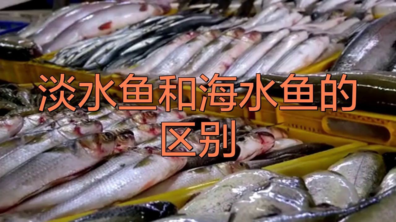 如何區(qū)分海魚和淡水魚？【]海魚和淡水魚哪個(gè)營(yíng)養(yǎng)價(jià)值更高原來一直吃錯(cuò)了大娛車】