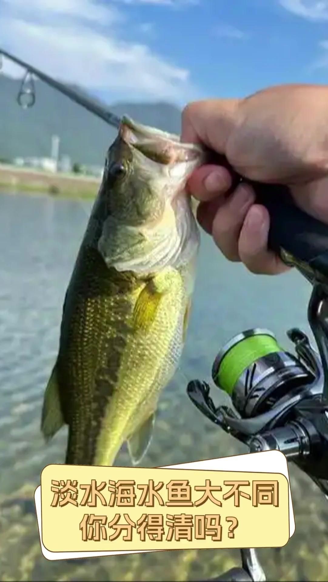 如何區(qū)分海魚和淡水魚？【]海魚和淡水魚哪個營養(yǎng)價值更高原來一直吃錯了大娛車】 如何區(qū)分海魚和淡水魚？【]海魚和淡水魚哪個營養(yǎng)價值更高原來一直吃錯了大娛車】 龍魚百科 第4張