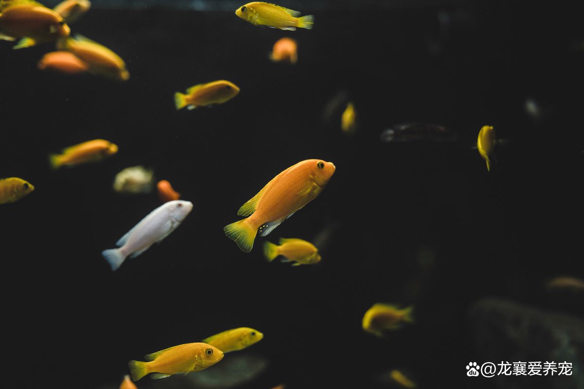 召陵水族店【召陵水族店探秘:金魚與烏龜?shù)钠婷铄忮舜喝沼謥碣p花】 召陵水族店【召陵水族店探秘:金魚與烏龜?shù)钠婷铄忮舜喝沼謥碣p花】 全國(guó)水族館企業(yè)名錄 第6張