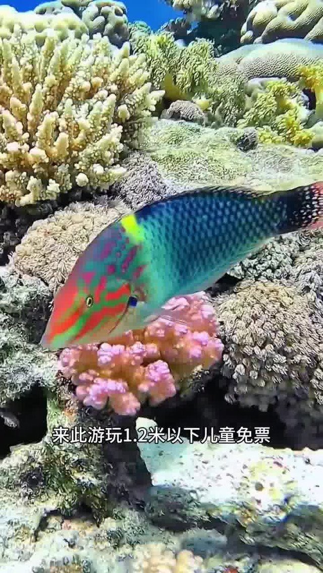 松北水族店【哈爾濱市松北區水族店怎么樣】
