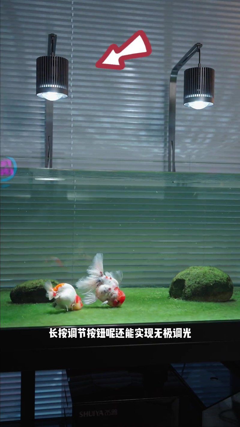 馬印燈官網鑒別【馬印燈正品鑒別】
