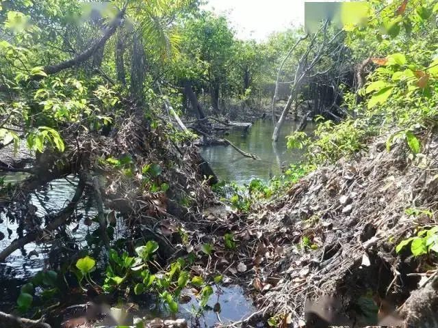 七彩野彩屬于什么檔次【七彩野彩的檔次定位與鑒賞】