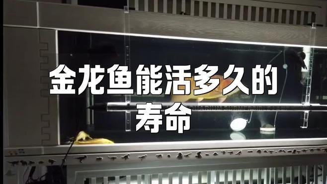 有哪些品種的金龍魚壽命最長？【金龍魚的壽命是多長？】