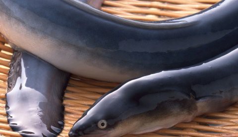 電鰻的鰻正確讀音【“鰻”字的正確讀音是man】