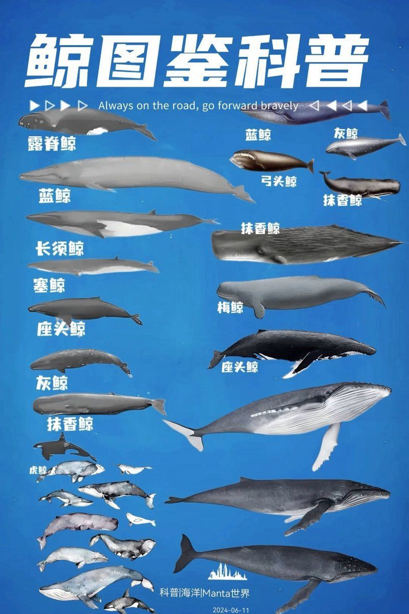 海洋館100種動物名字【《海洋館100種動物名字》】 海洋館100種動物名字【《海洋館100種動物名字》】 龍魚論壇 第8張