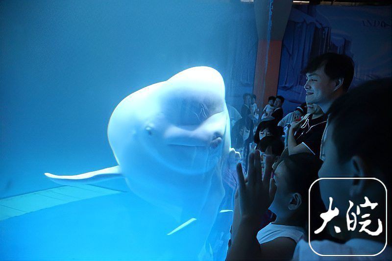 海洋館100種動物名字【《海洋館100種動物名字》】