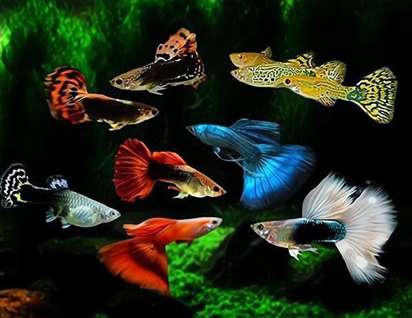 張掖魚缸店【張掖市特色服務業的重要組成部分是關于張掖魚缸店的綜合概述】 張掖魚缸店【張掖市特色服務業的重要組成部分是關于張掖魚缸店的綜合概述】 全國水族館企業名錄 第16張