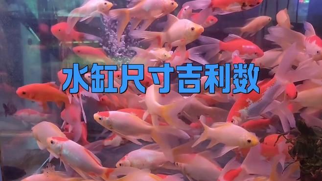 有哪些魚(yú)缸尺寸被認(rèn)為是最吉利的？【魚(yú)缸尺寸最吉利且適合不同場(chǎng)景】 有哪些魚(yú)缸尺寸被認(rèn)為是最吉利的？【魚(yú)缸尺寸最吉利且適合不同場(chǎng)景】 龍魚(yú)百科 第5張