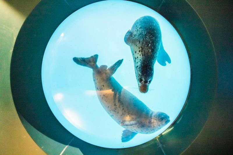 新青水族店【新青水族館，青島水族館】
