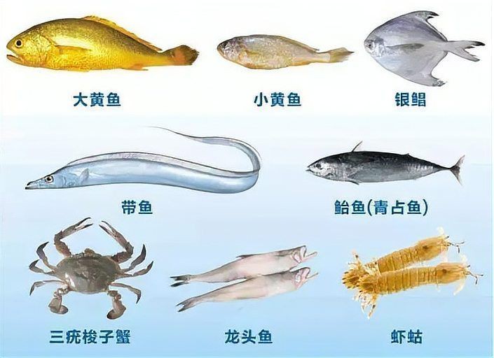海龍魚在哪些地區被禁止？【“海龍魚”在哪些地區被禁止？】