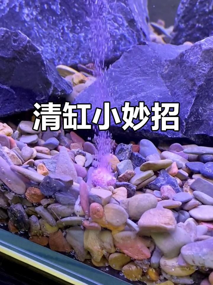有哪些魚缸清潔維護技巧？【《有哪些魚缸清潔維護技巧？》】 有哪些魚缸清潔維護技巧？【《有哪些魚缸清潔維護技巧？》】 龍魚百科 第5張