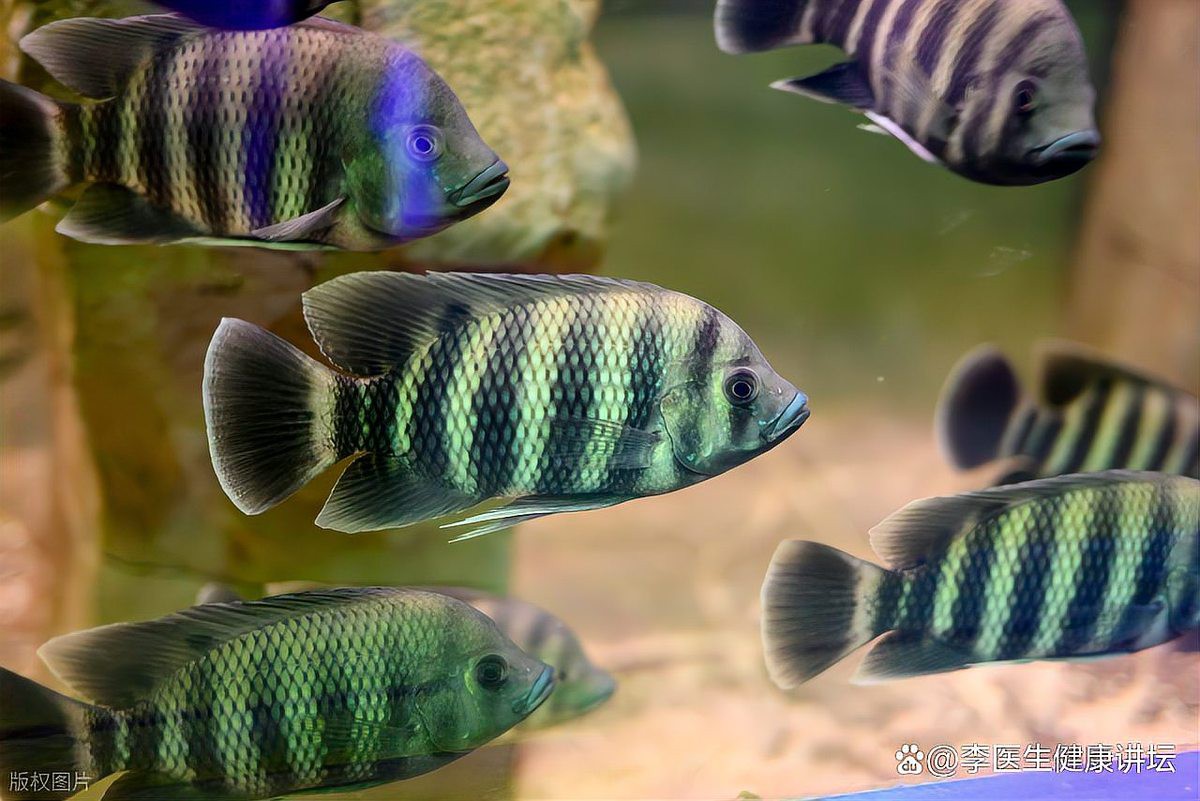 三種人不宜吃埃及魚【哪些人不宜吃埃及魚？】 三種人不宜吃埃及魚【哪些人不宜吃埃及魚？】 龍魚論壇 第5張