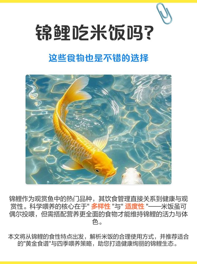 火龍魚吃米飯嗎【火龍魚可以吃米飯嗎】