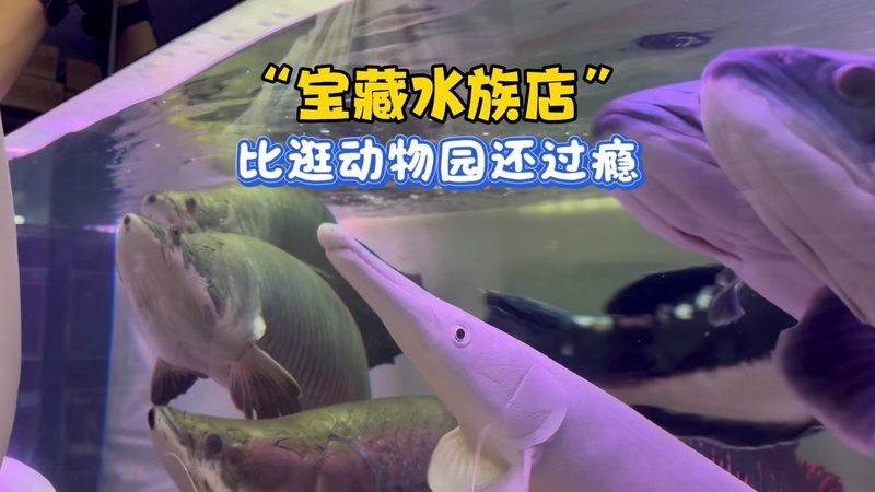 拉孜水族店【南充拉孜水族店】
