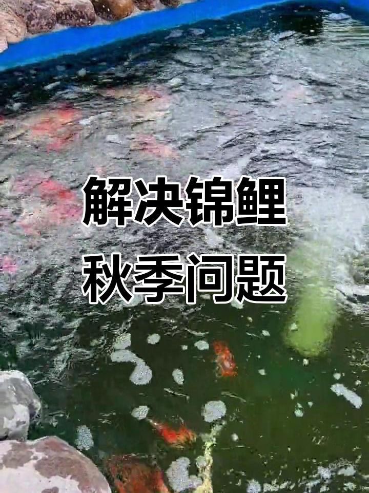 如何預(yù)防錦鯉爛身?。俊尽度绾晤A(yù)防錦鯉爛身病？》】 如何預(yù)防錦鯉爛身??？【《如何預(yù)防錦鯉爛身??？》】 龍魚百科 第6張