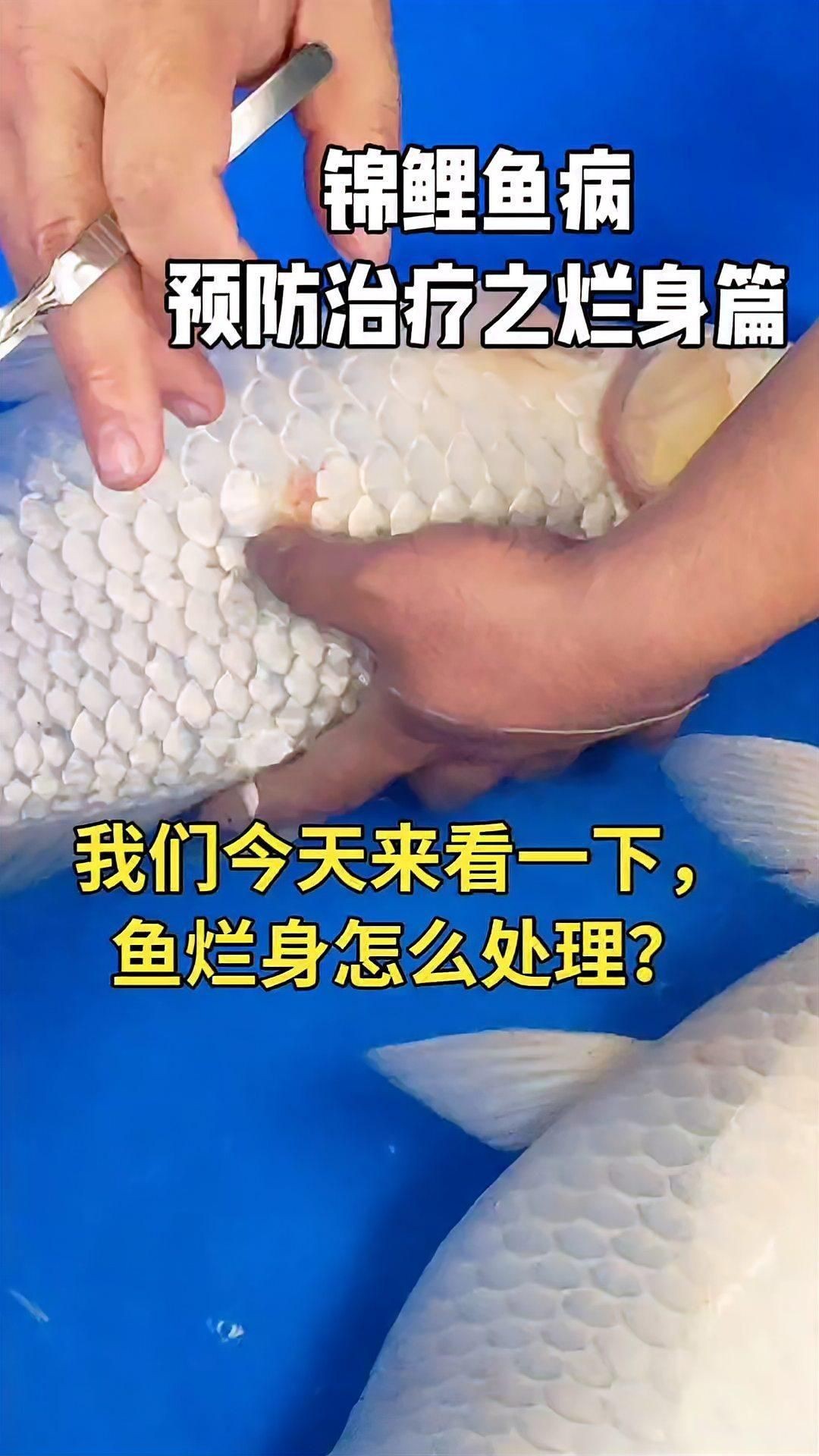 如何預(yù)防錦鯉爛身?。俊尽度绾晤A(yù)防錦鯉爛身?。俊贰?如何預(yù)防錦鯉爛身?。俊尽度绾晤A(yù)防錦鯉爛身病？》】 龍魚百科 第5張