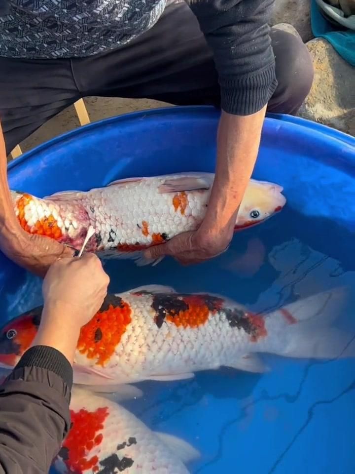 如何預(yù)防錦鯉爛身??？【《如何預(yù)防錦鯉爛身病？》】 如何預(yù)防錦鯉爛身病？【《如何預(yù)防錦鯉爛身?。俊贰?龍魚百科 第7張