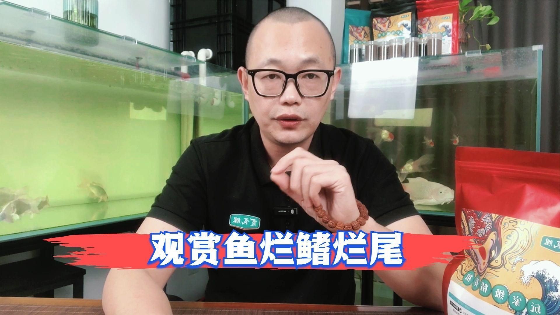 如何預(yù)防錦鯉爛身?。俊尽度绾晤A(yù)防錦鯉爛身??？》】 如何預(yù)防錦鯉爛身病？【《如何預(yù)防錦鯉爛身??？》】 龍魚百科 第8張