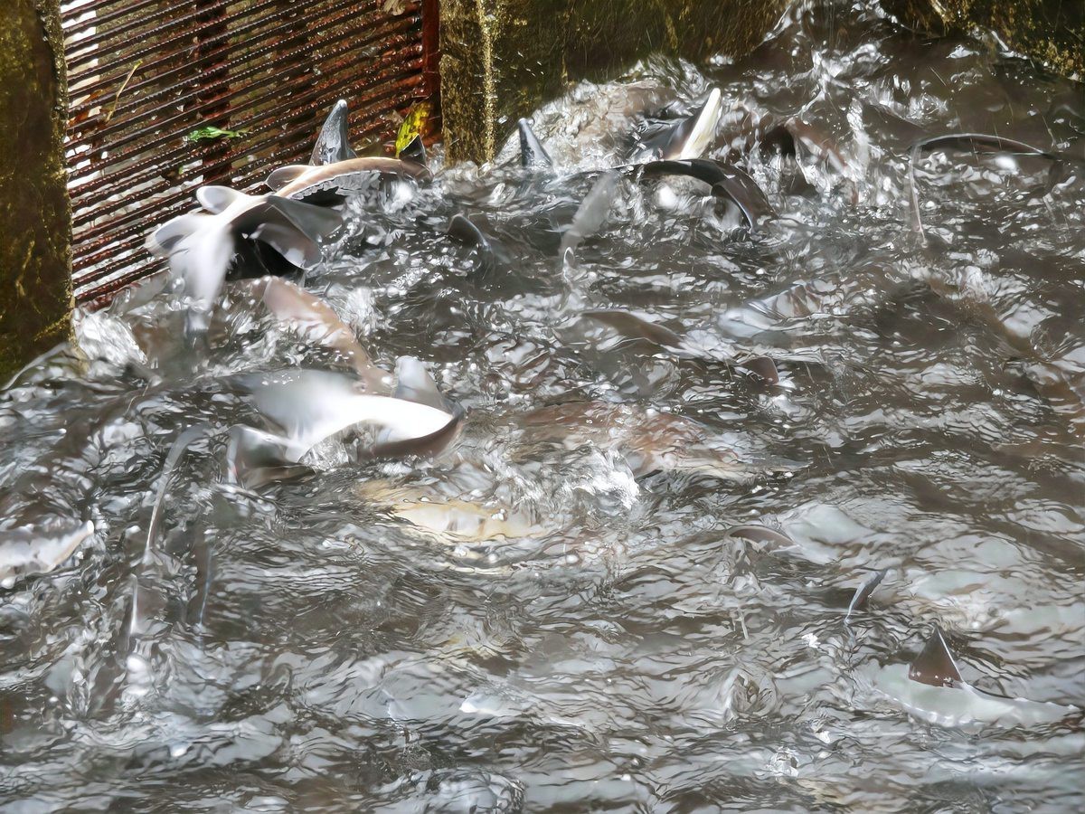 元陽龍魚店【元陽地區(qū)有龍魚養(yǎng)殖場(chǎng)嗎】