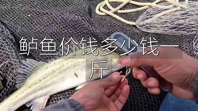鱸魚30一斤貴不貴【鱸魚30元一斤是否偏貴需結合市場類型與品質綜合判斷】